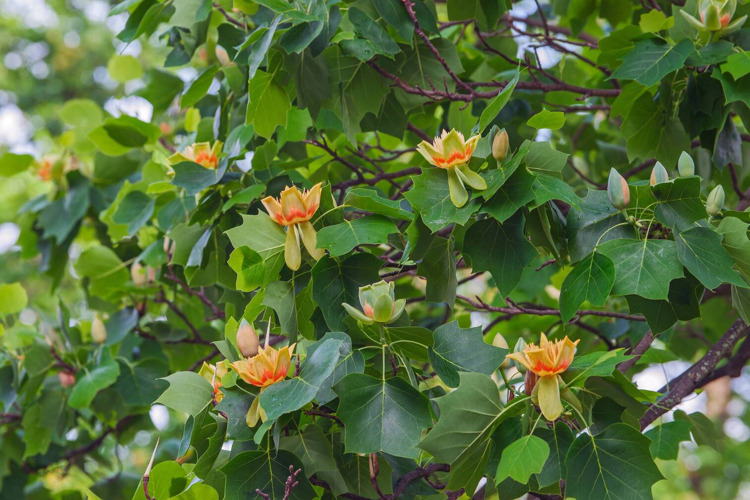 tulipanowiec-ameryka-ski-liriodendron-tulipifera-opis-gdzie